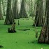 Swamp Things or Born on the Bayou's icon